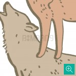 پوستر دیواری کودک حیوانات جنگل مدل AR10-4